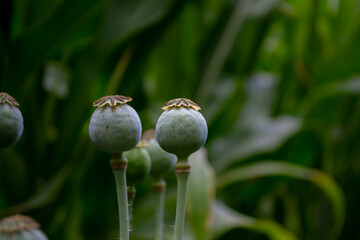 Green poppy heads.