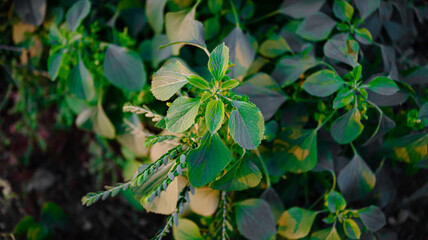 leaves in the garden