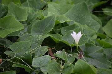 White village flower in rainy weather