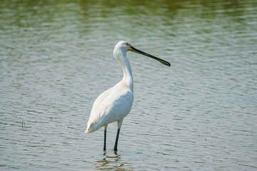 Eurasian spoonbill or common spoonbill, Platalea leucorodia, Turkey
