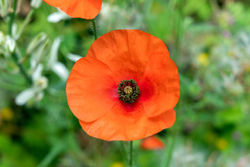 Red poppy (papaver rhoeas) a common wild garden red flower plant used in armistice remembrance day celebrations and is often called corn poppy, stock photo image