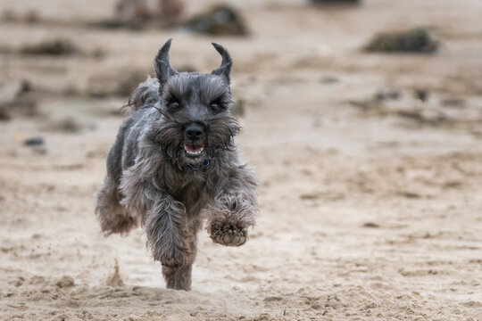 Miniature Schnauzer pet dog which is a popular canine purebred pedigree breed running and playing on a summer beach, stock photo image with copy space