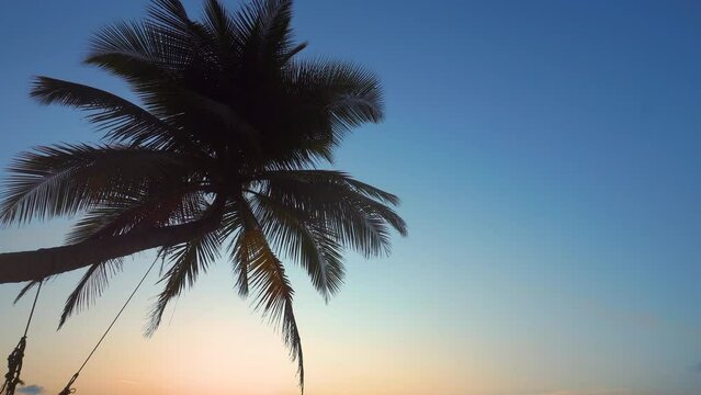Coconut tree on blue sky background color pastel