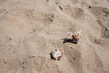 A beautiful seashell and sea coral on a stone decorative stand lie on the sand, on the ocean. Background for your fantasy design or summer travel illustrations.