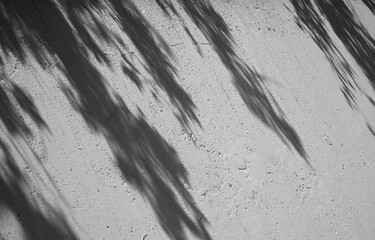 Fototapeta premium shadow of a tree on the ground 