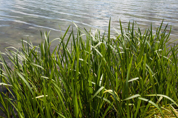 Fototapeta premium Background image of water in the river and tall green grass on the shore of the reservoir, for your design or other decorations.