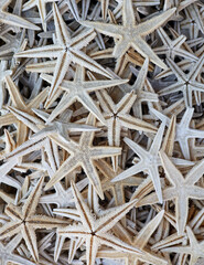 close-up dried sea stars background
