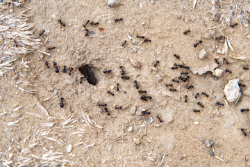 ants