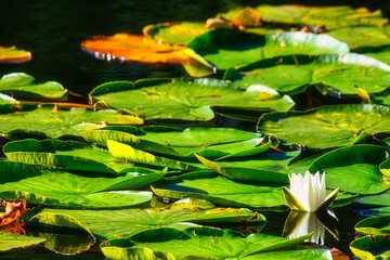 Seerose - Water Lily - Nature