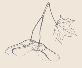 Nature fall plant maple tree foliage. Season art of autumn leaf hand drawn vector design.