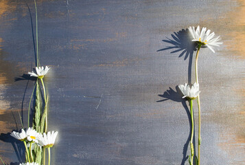 background with daisies