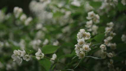 shot of jasmine flowers after rain