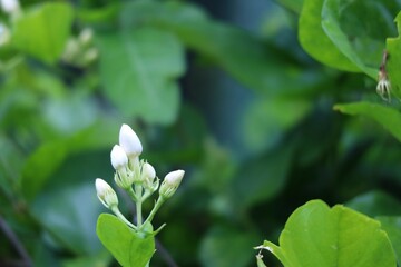 snowdrop flowers in the forest