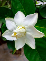 A beautiful close up image of white Gardenia.