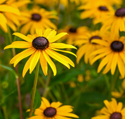 Beautiful close-up of a rudbeckia