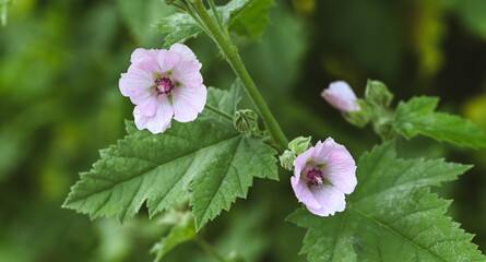 Beautiful close-up of althaea officinalis