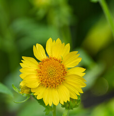 Beautiful close-up of verbesina encelioides flower
