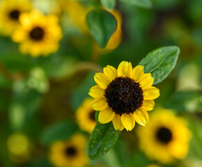 Beautiful close-up of sanvitalia procumbens flower