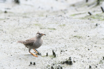White-cheeked starling juvenile on tidal flats