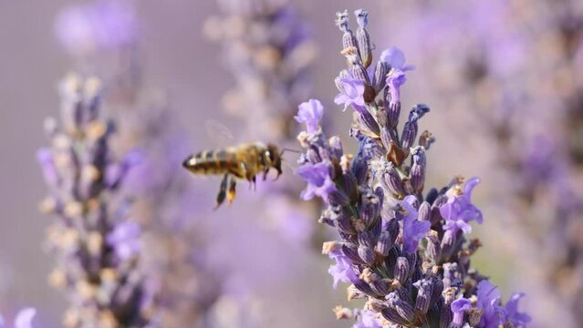 Meadow with blooming lavender and honey bee on flower collecting pollen. Provence in France.