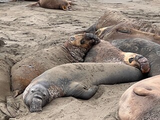 Highway 1 Elephant Seal Vista Point California USA