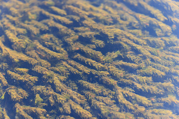 algae green background abstract organic eco background