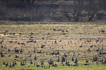Obraz na płótnie Canvas migratory geese flock in the spring in the field