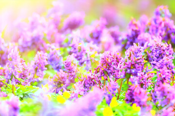 Obraz premium pink purple wild spring flowers bokeh background