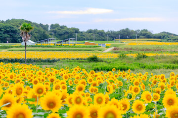 有毛ひまわり畑の夕景　福岡県北九州市　Evening view of a  Arige sunflower field....
