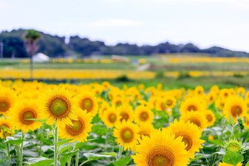 Fototapeta premium 有毛ひまわり畑の夕景 福岡県北九州市 Evening view of a Arige sunflower field. Fukuoka-ken Kitakyusyu city.