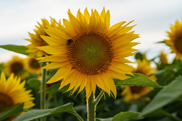 Blooming sunflower in the farmers field