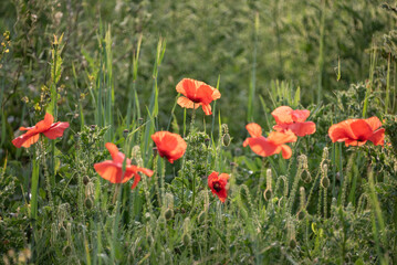 Naklejka na ściany i meble Beautiful glowing Summer sunrise glow of wild poppy Papaver Rhoeas field in English countryside with selective focus technique used