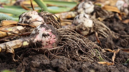 Ripe garlic bulbs in the garden