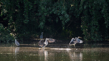 Adult male Grey Herons Ardea Cinerea fighting over mating rights at lakeside during Spring morning