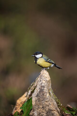Obraz premium Lovely Spring landscape image of Great Tit bird Parus Major in forest setting with colorful vibrant colors