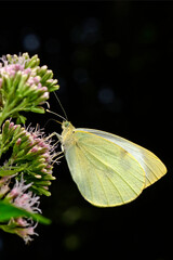 Großer Kohlweißling // Large white (Pieris brassicae)