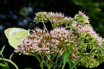 Großer Kohlweißling (Pieris brassicae) an Wasserdost-Blüte // Large white  on Hemp-agrimony