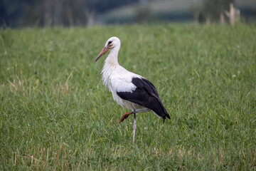 storch wiese natur sommer käfer