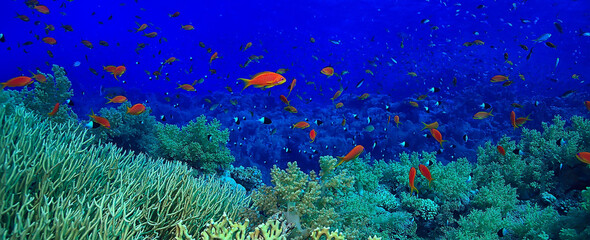 coral reef background, underwater marine life ecosystem ocean sea
