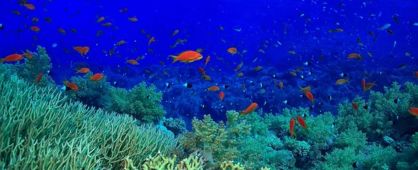  coral reef background, underwater marine life ecosystem ocean sea © kichigin19