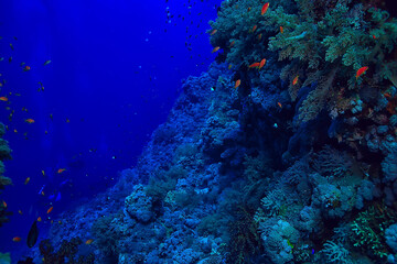 coral reef background, underwater marine life ecosystem ocean sea