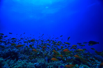 Obraz na płótnie Canvas flock of fish in the sea background underwater view