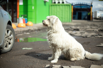 Dog with thick white coat. Animal on street in city.