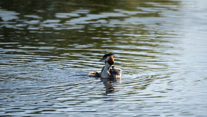 Beautiful image if Great Crested Grebe family with cute chicks on water of lake in Spring sunshine
