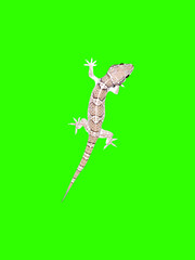 hill gecko reptile isolated on green image
