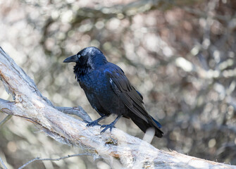 Australian bird near Esperance, Western Australia 