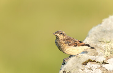 Northern wheatear juvenile perched on a rock against green background