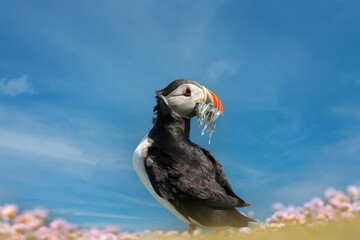 Close up of Atlantic puffin with sand eels in the beak against blue sky