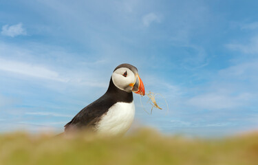 Atlantic puffin with nesting material in the beak