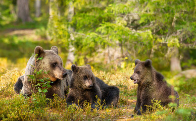 Close up of female Eurasian brown bear and her cubs in boreal forest